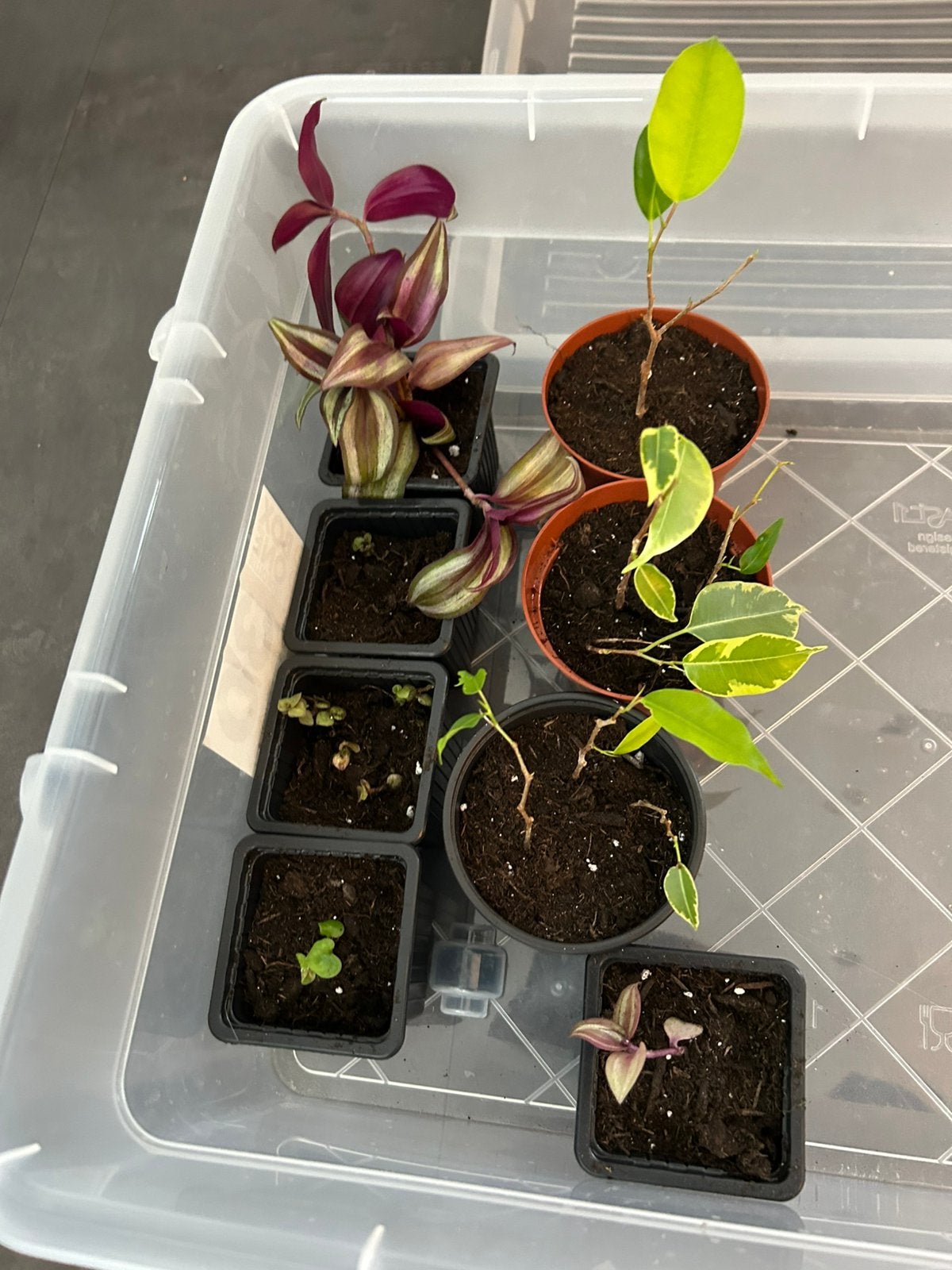 Plantenscheutjes, Enlèvement, Ficus