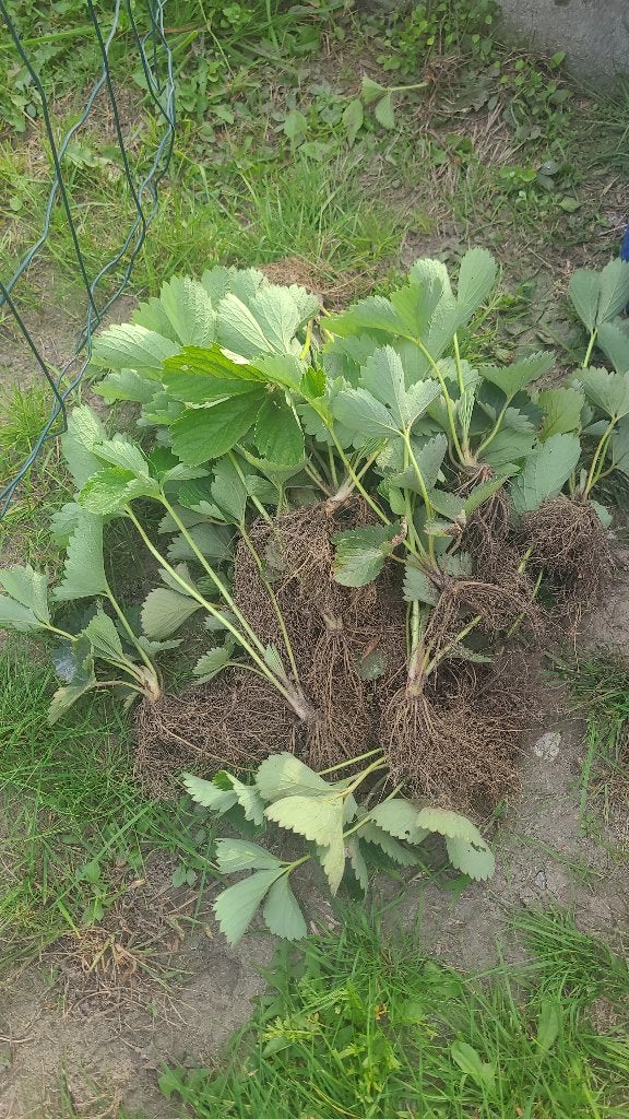 Aardbei plant aardbeien planten, Ophalen, Volle zon, Eenjarig, Zomer