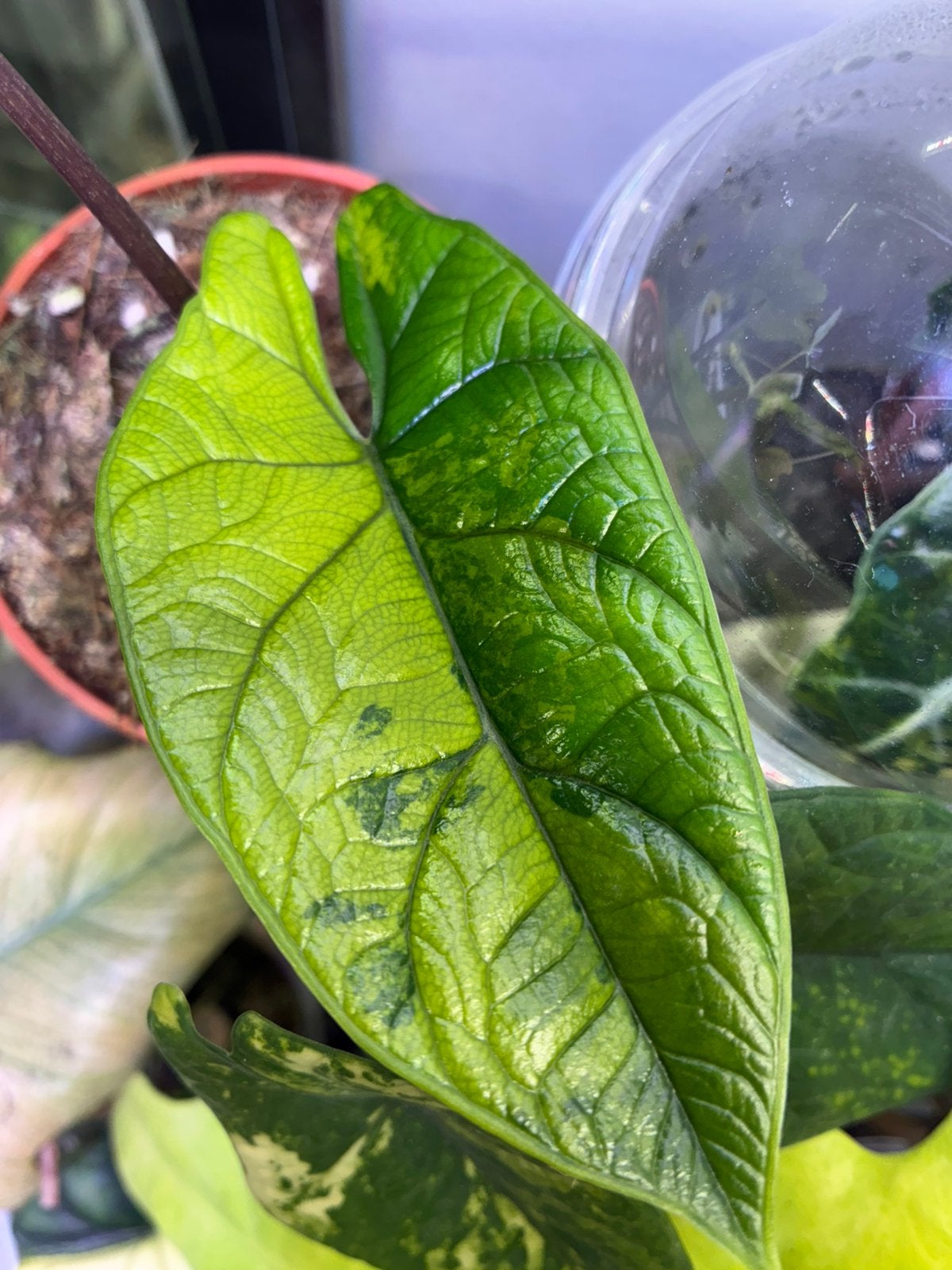 Alocasia Scalprum tricolor variegata, Enlèvement ou Envoi