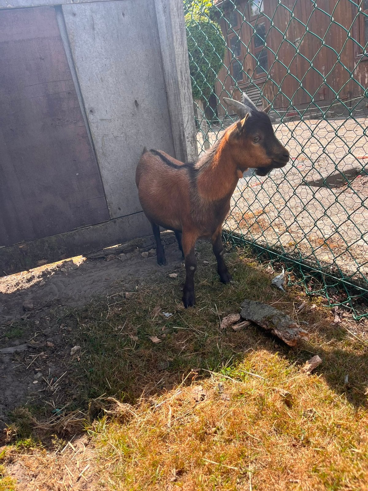 jonge bok te koop, Dieren en Toebehoren, Mannelijk, Geit, 0 tot 2 jaar