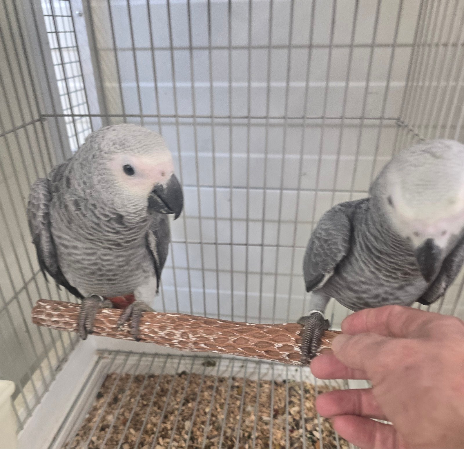 Jonge Tamme grijze Roodstaart papegaai

Voor inlichtingen ku, Dieren en Toebehoren