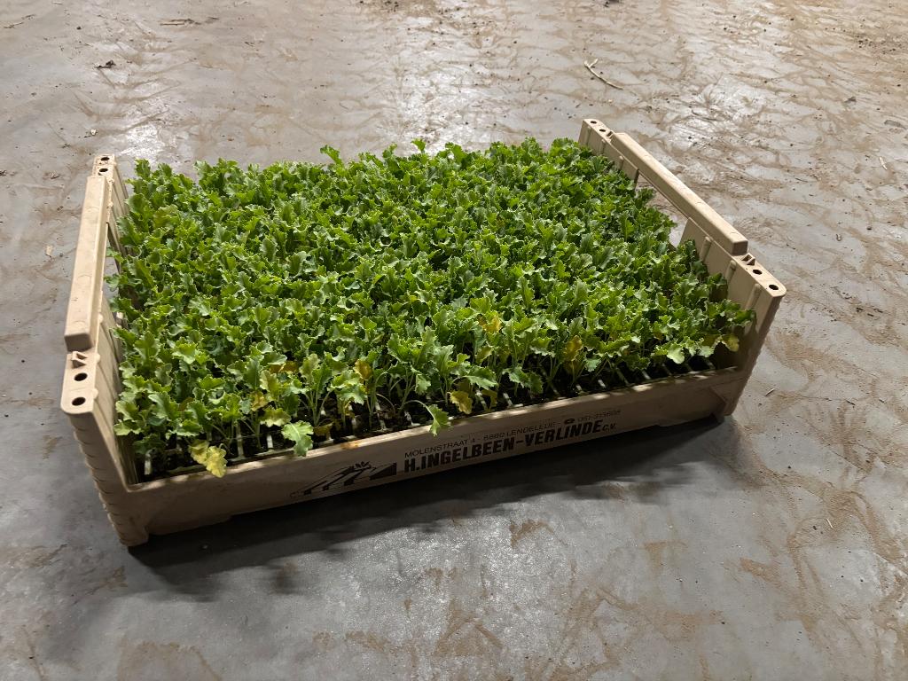 Planter du kale, Enlèvement