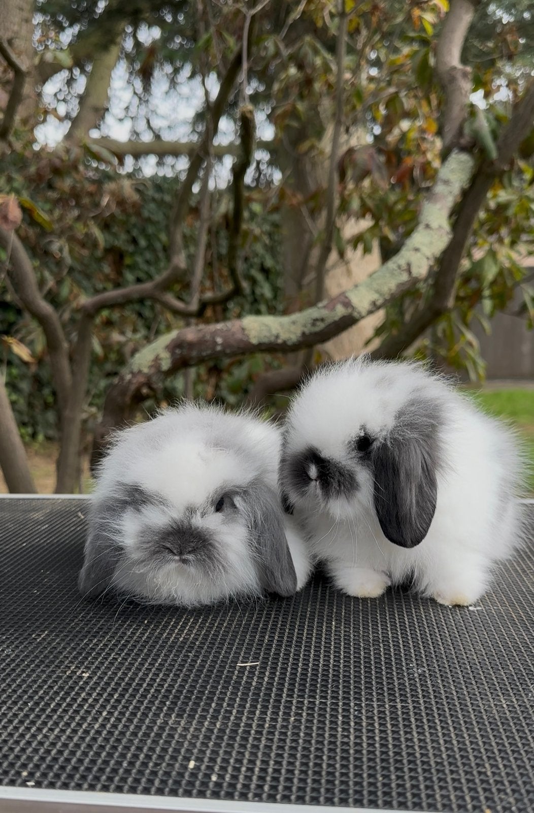 Lionlop rammetjes beschikbaar, Oreilles tombantes
