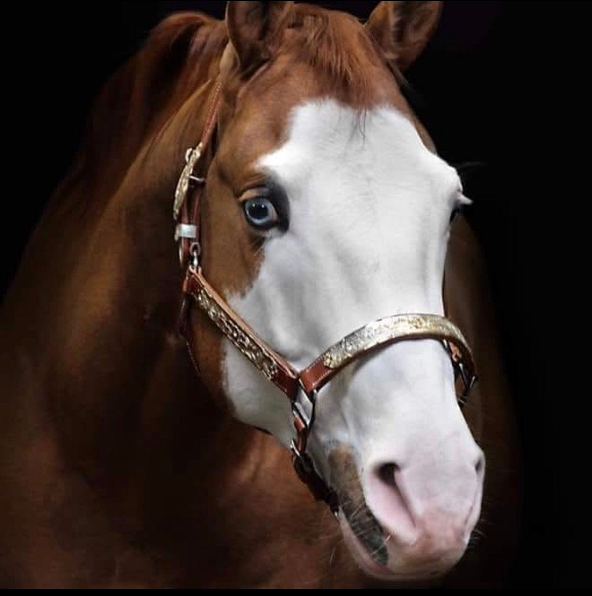 CHILLED OUT COLONEL, Dieren en Toebehoren, Pony's, Hengst