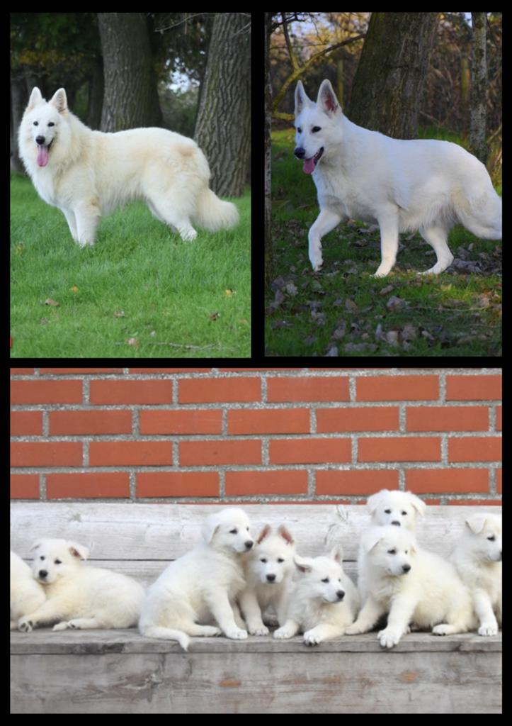 Prachtige Zwitserse Witte Herder pups, Plusieurs, Hépatite contagieuse (maladie de Rubarth), Belgique, Berger