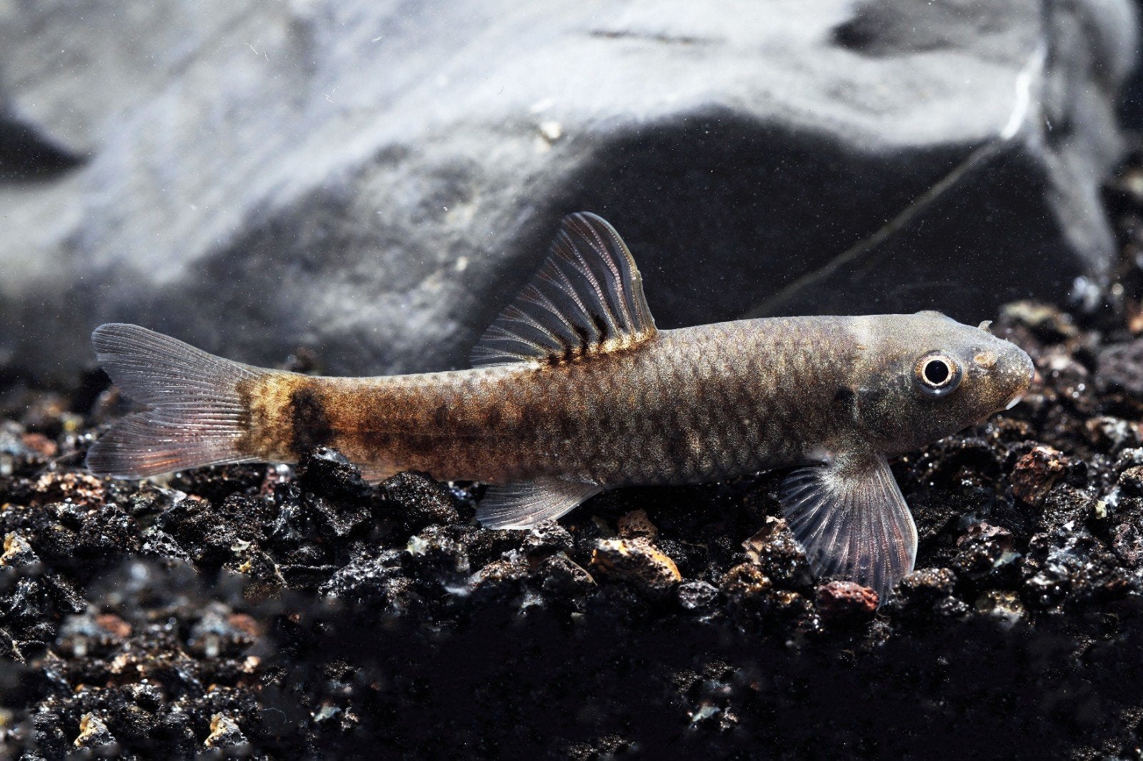 GARRA RUFA (poisson docteur) dévoreur d'algues, Enlèvement