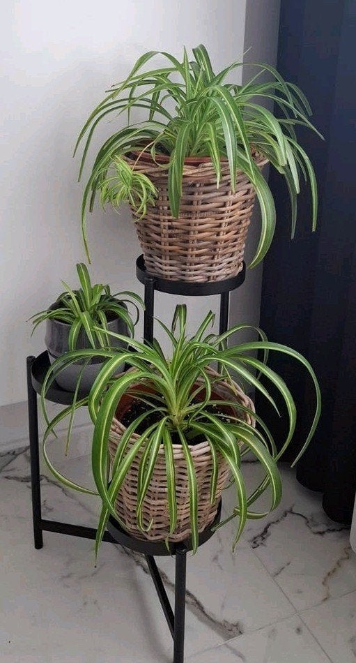 Plante-araignée, Enlèvement