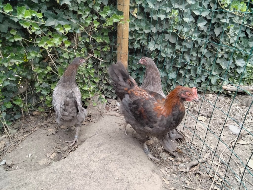 trio marans blauwkoper, Meerdere dieren, Kip