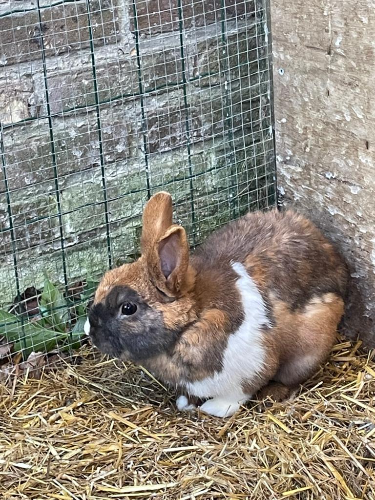 Dwergkonijn, Dieren en Toebehoren, Mannelijk, Middelgroot, 0 tot 2 jaar