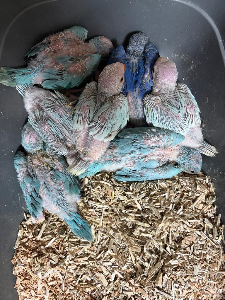 Perruche collier, Plusieurs animaux, Perruche, Bagué