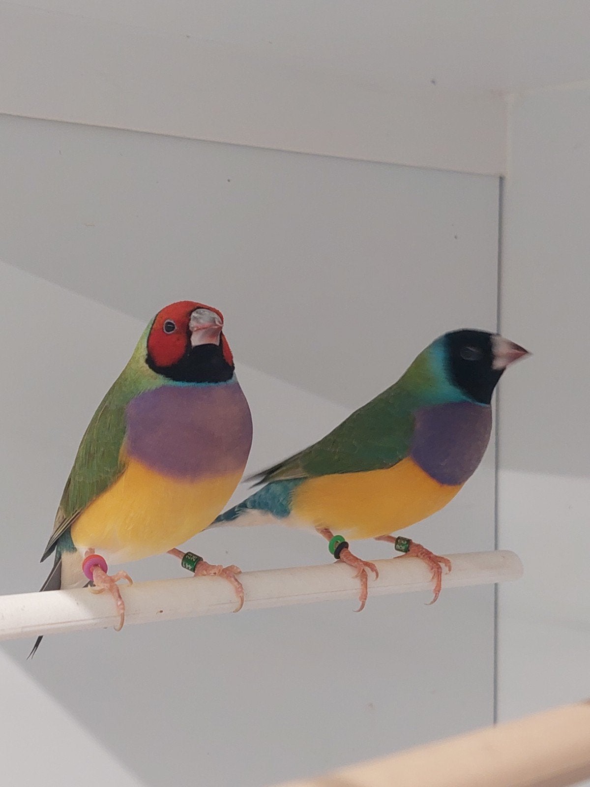 gouldamadine koppel natuurbroed  broedrijp, Dieren en Toebehoren