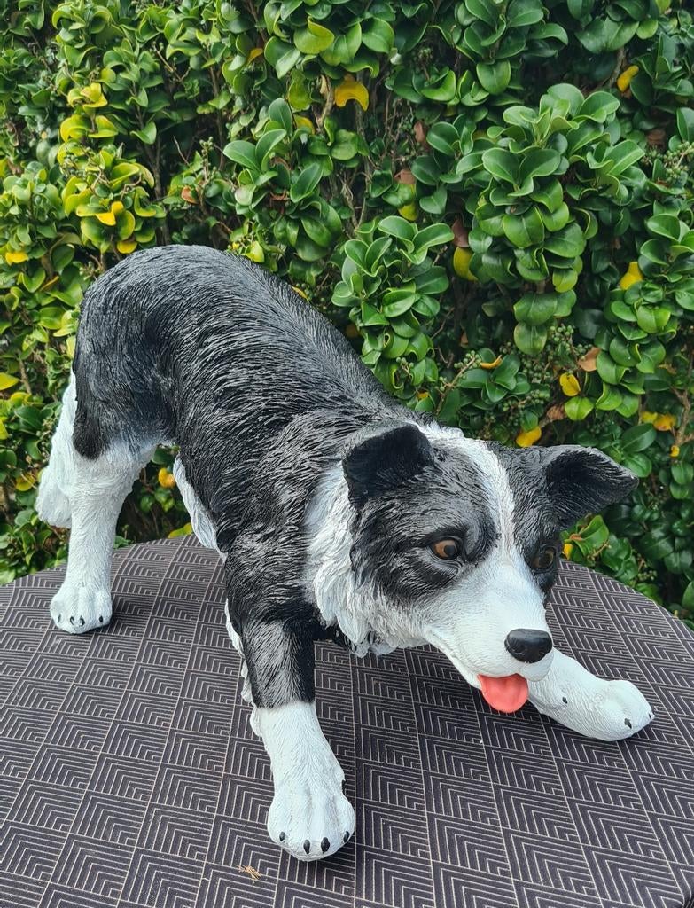 Border collie,  tuinbeeld , polyester, Enlèvement, Neuf, Synthétique, Animal