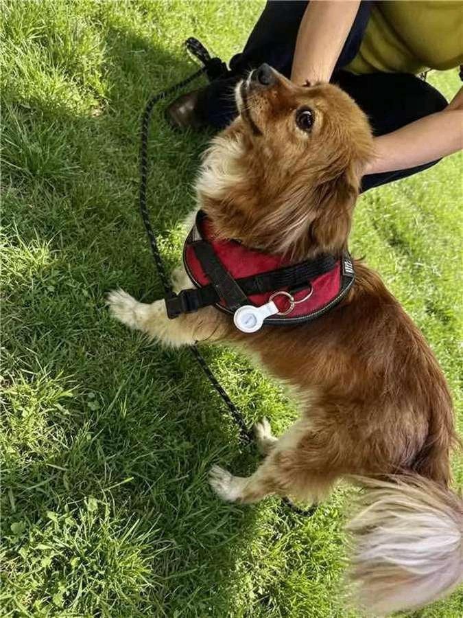 Anti-verlies tracker voor hond of kat (2 stuks), Enlèvement ou Envoi, Neuf