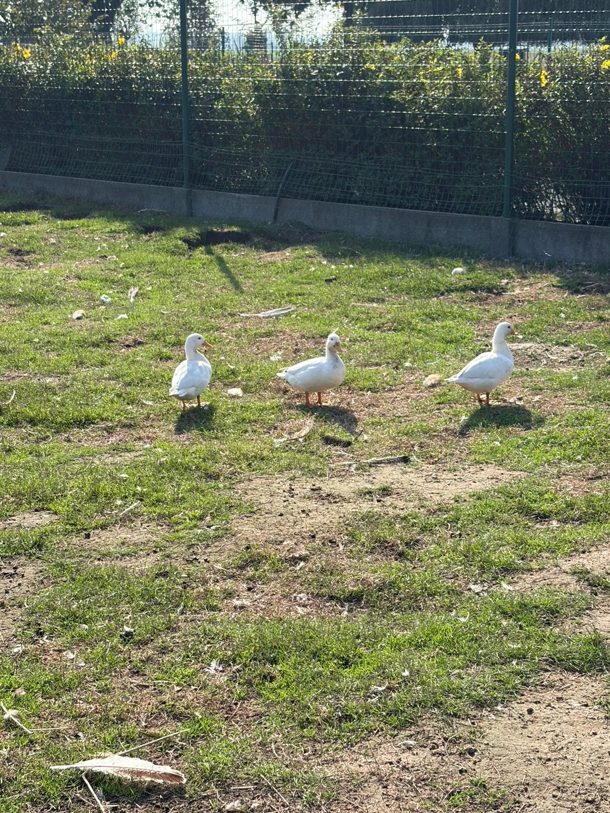 Hollandse kwakers, Animaux & Accessoires, Mâle, Canard