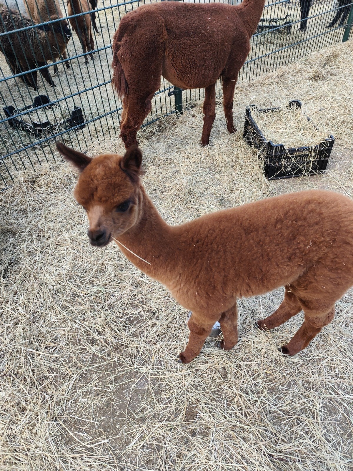 Alpaca merries met vrouwelijke cria aan de voet, September, Vrouwelijk