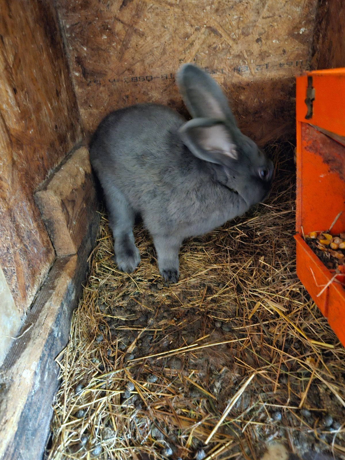 A vendre lapins, Femelle