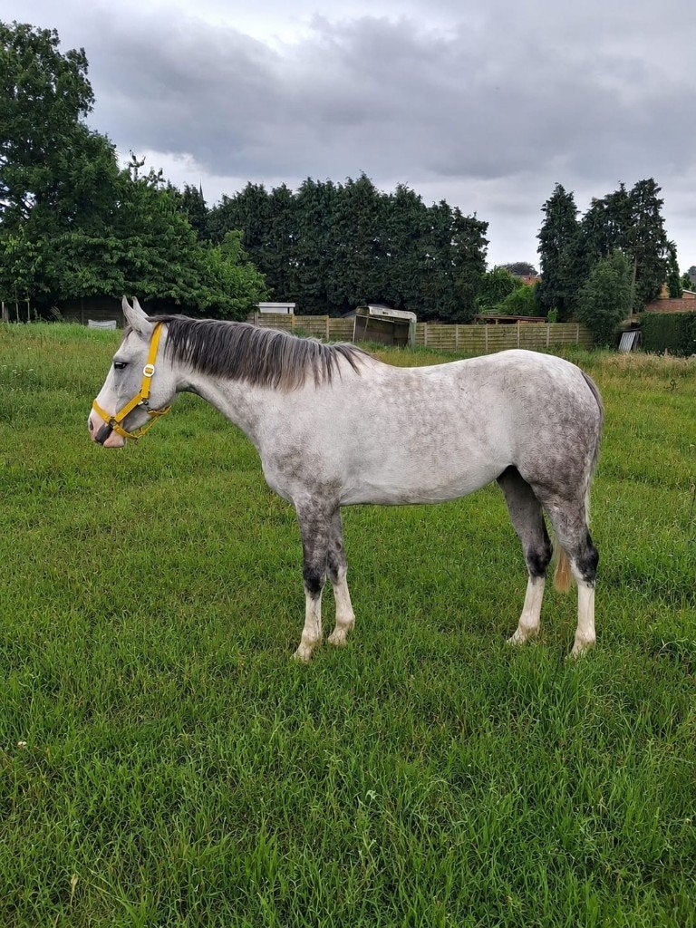 mooi braaf wandelpaard, Merrie, Zadelmak, Gechipt, Recreatiepony