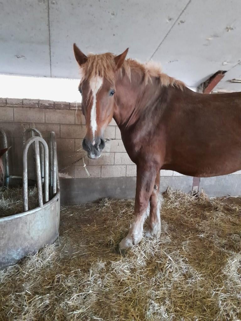 Vlaams Paard merrie met merrieveulen, Dieren en Toebehoren, Merrie, Met stamboom, Zadelmak, Recreatiepaard