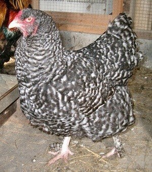 Mechelse Kalkoenkop hennen te koop, Dieren en Toebehoren