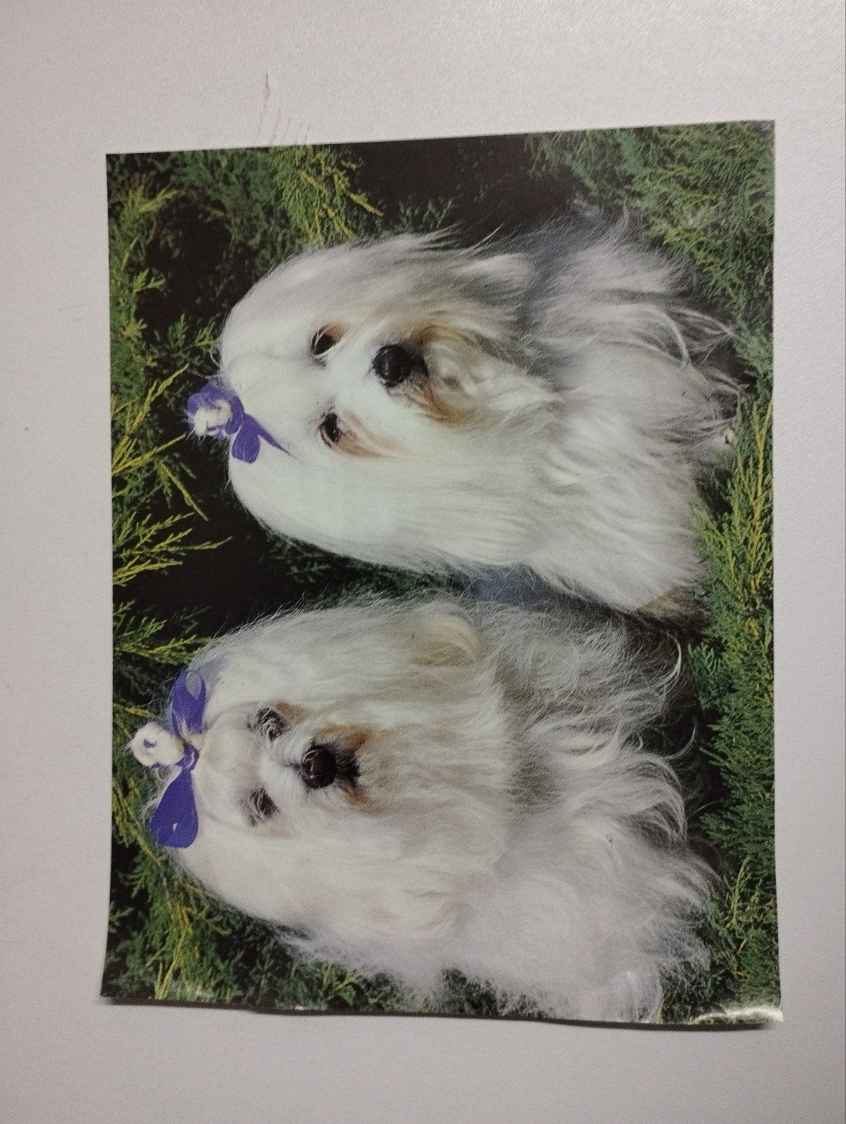 een prent over 2 honden ras weet ik niet kleur verschillende, Enlèvement, Gravure