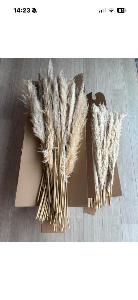 Pampas (set van +-150 stuks), Huis en Inrichting, Woonaccessoires | Droogbloemen, Ophalen, Zo goed als nieuw