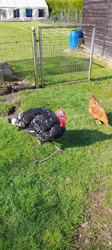 brons kalkoen haan, Dieren en Toebehoren, Pluimvee, Mannelijk, Kalkoen