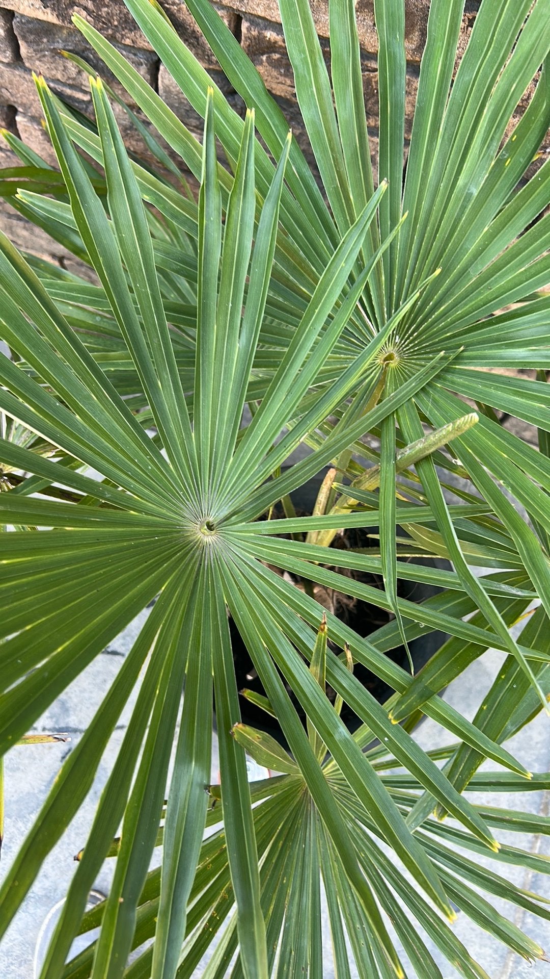 Trachycarpus Fortunei (palmboom), Tuin en Terras, Planten | Tuinplanten, Ophalen
