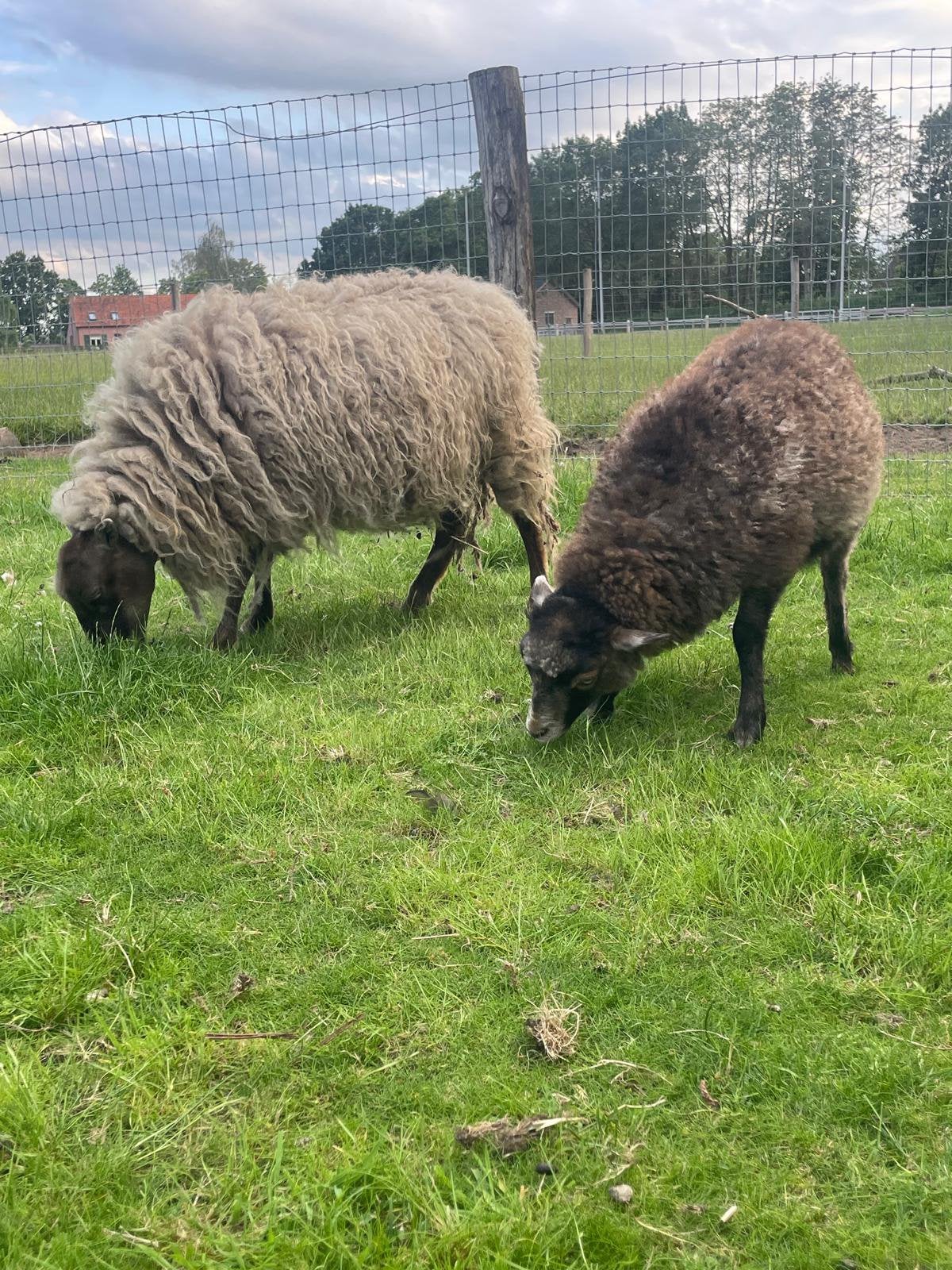 ouessant ooien en rammen, Dieren en Toebehoren, Meerdere dieren, Schaap, 0 tot 2 jaar