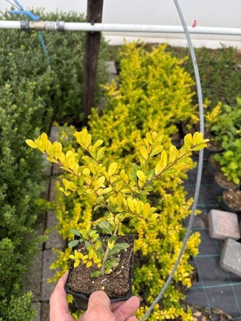 Ilex creanata golden Gem 10-15 P9 Buxusvervanger, Tuin en Terras, Ophalen, Hulst, Struik, Minder dan 100 cm