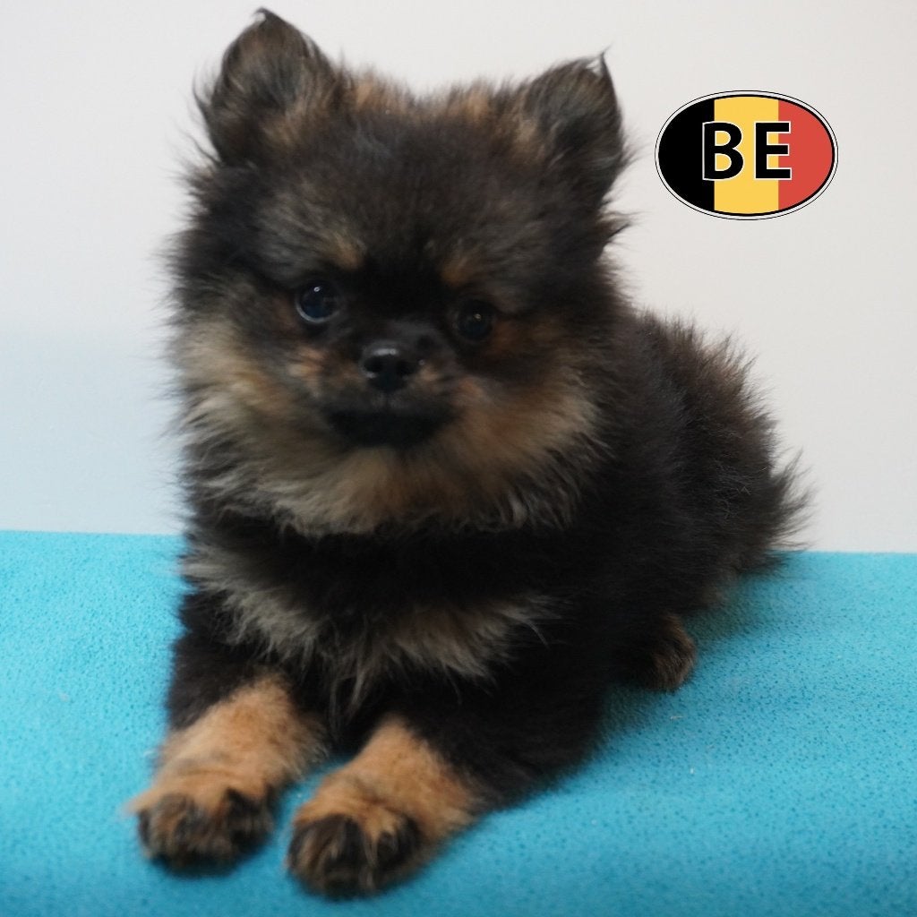 Pomchi, klein en schattig - Belgische pups te koop, België, CDV (hondenziekte), 8 tot 15 weken, Meerdere