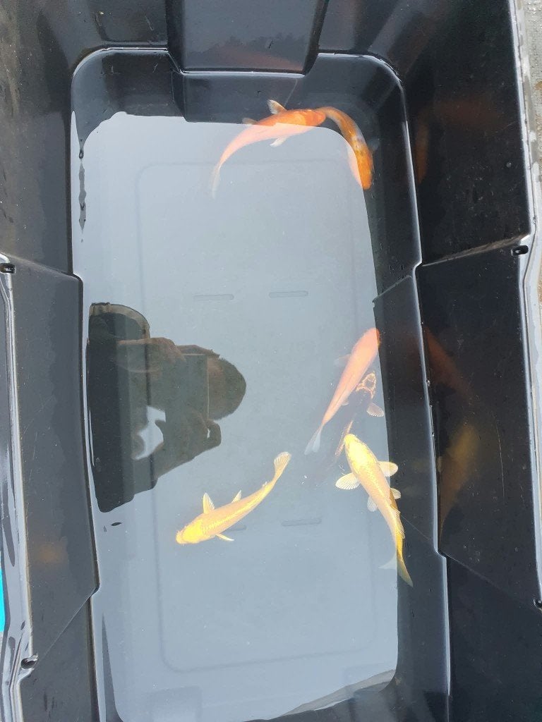 Laatste kans! Kohaku, Ghost, Yamabuki & Benigoi (6 koi), Dieren en Toebehoren, Karper of Koi