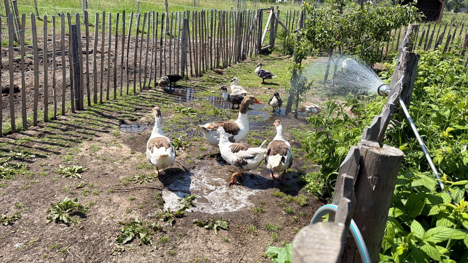 Huttegemse eend, Dieren en Toebehoren, Pluimvee, Eend
