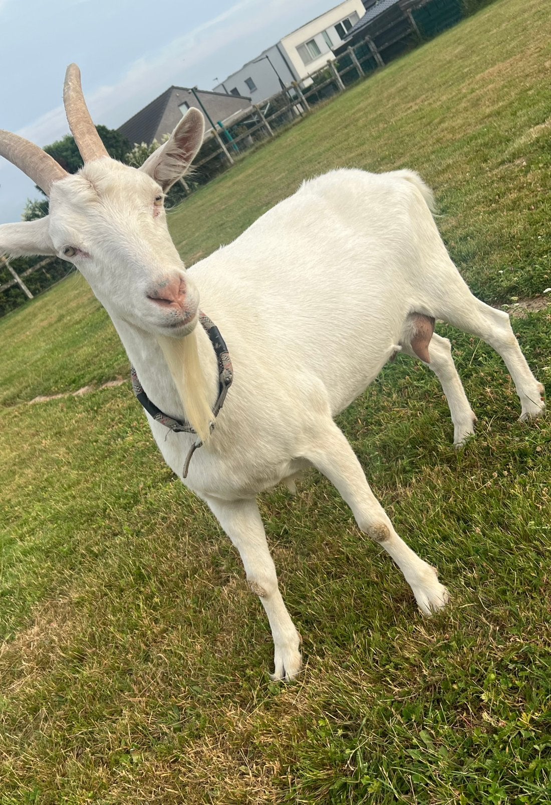 Witte geit, Dieren en Toebehoren, Geit