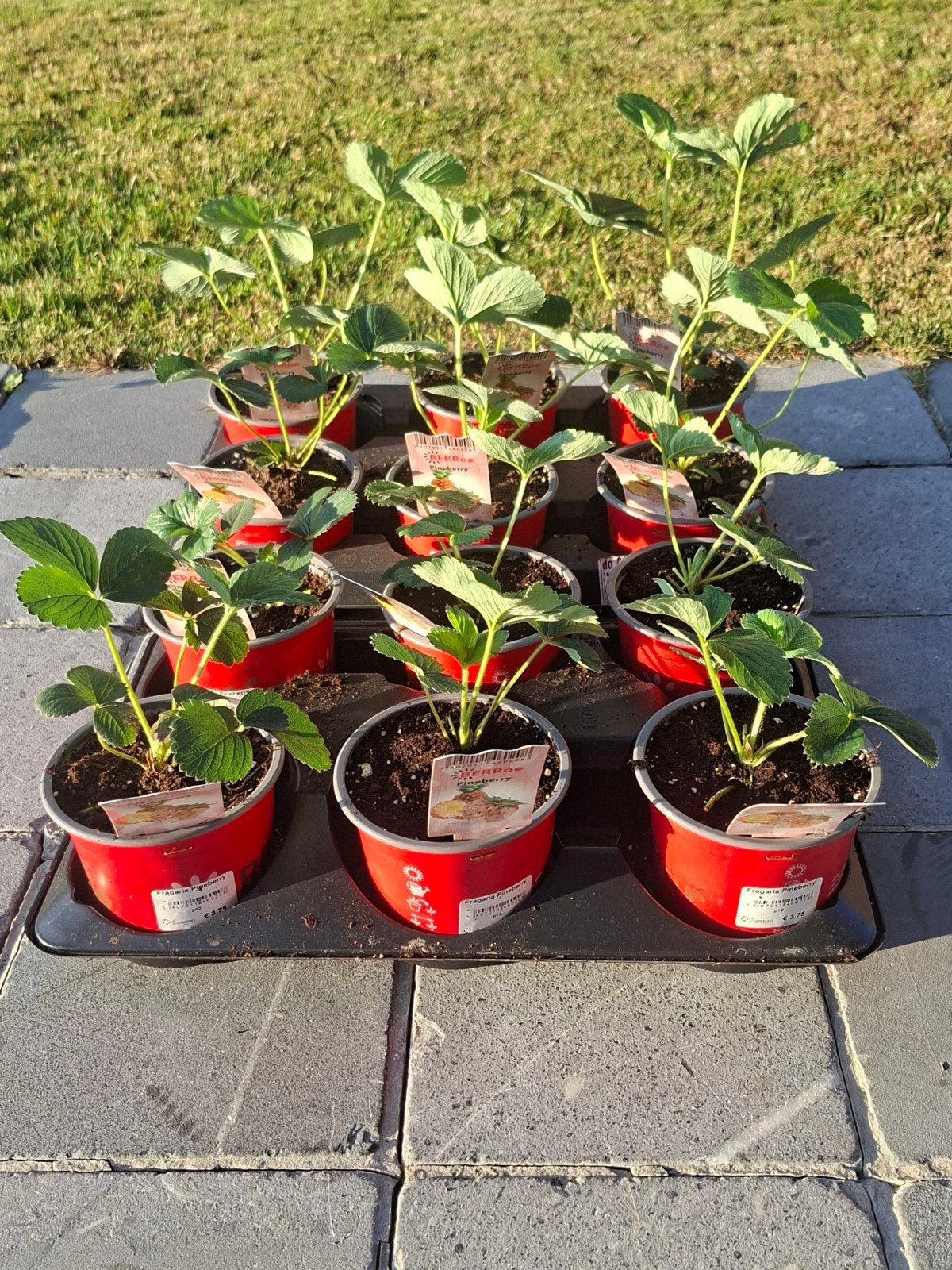 aardbeiplanten, Tuin en Terras, Ophalen