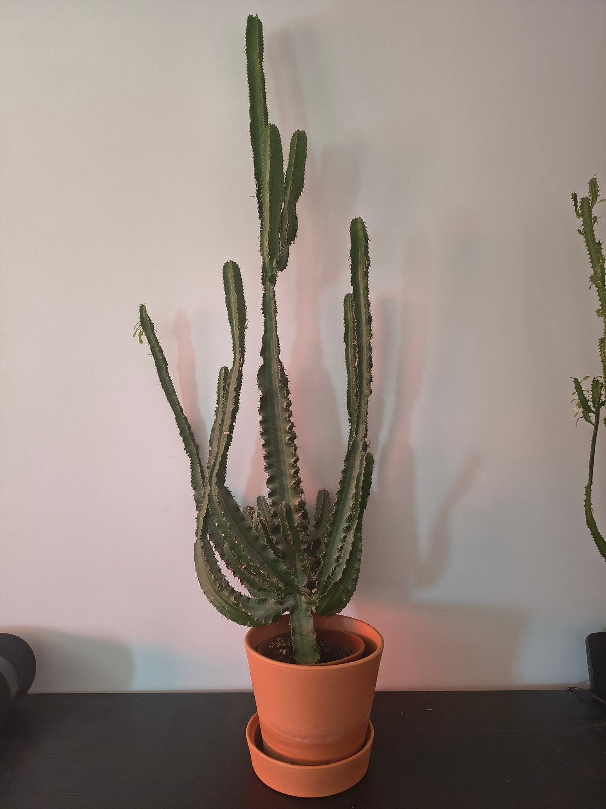 grand cactus, Enlèvement, Cactus