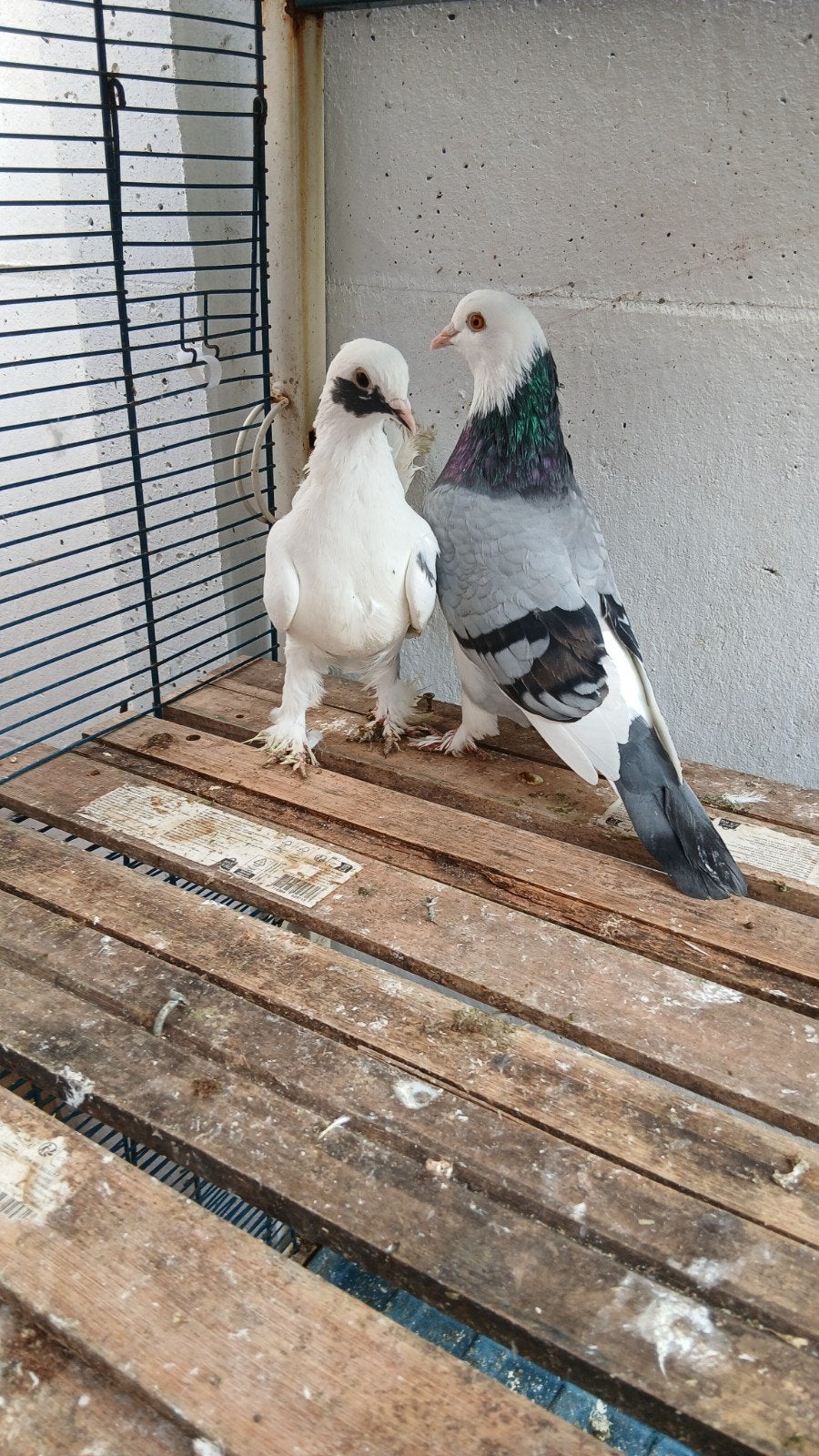 10 duiven 40€, Dieren en Toebehoren