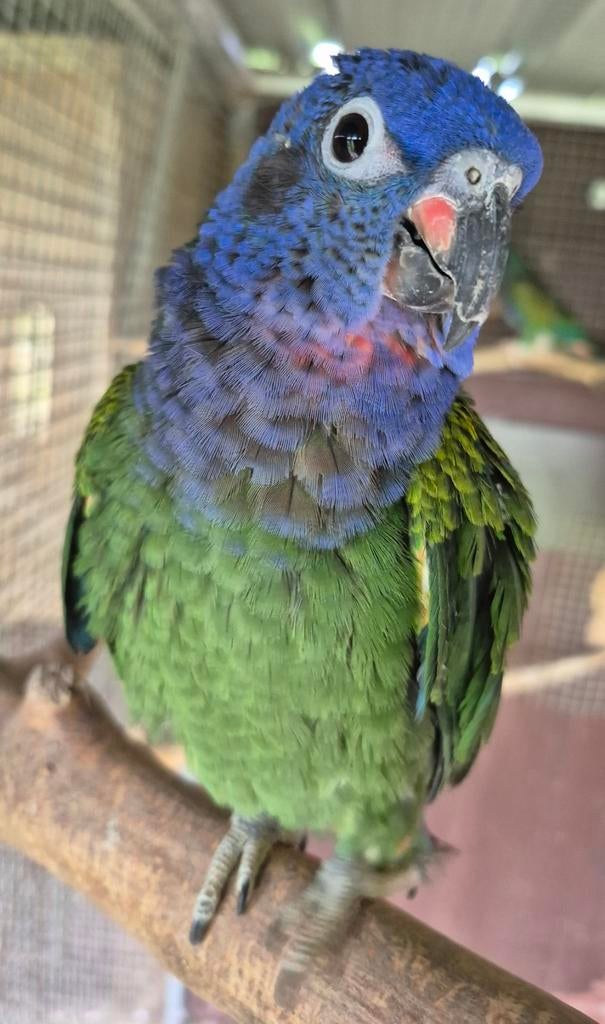 Tamme Pionus menstruus, Dieren en Toebehoren, Mannelijk, Papegaai, Geringd