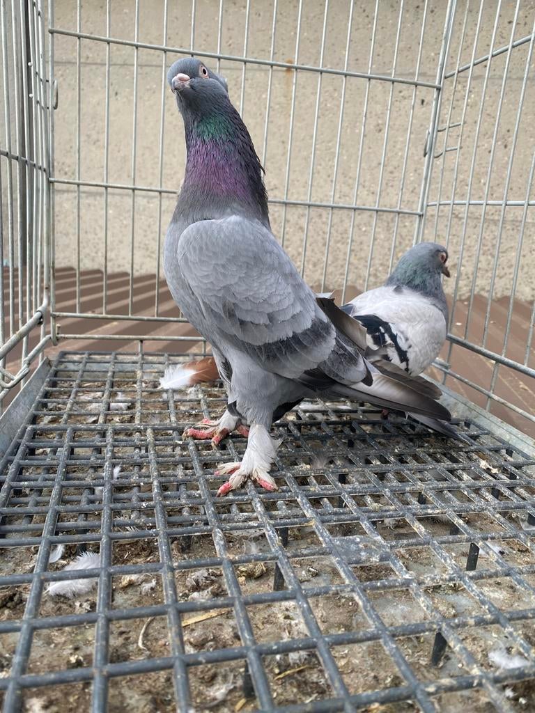 Super takla koppel, Dieren en Toebehoren