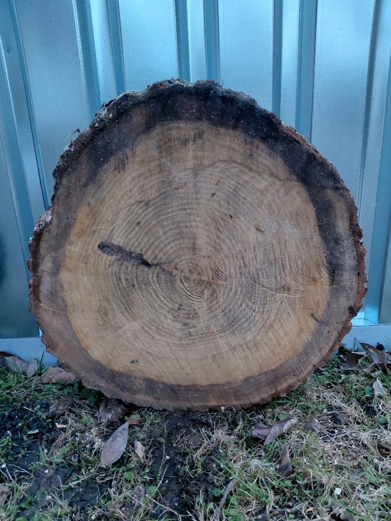 Disques de tronc d'arbre en différents types de bois., Enlèvement ou Envoi, Neuf