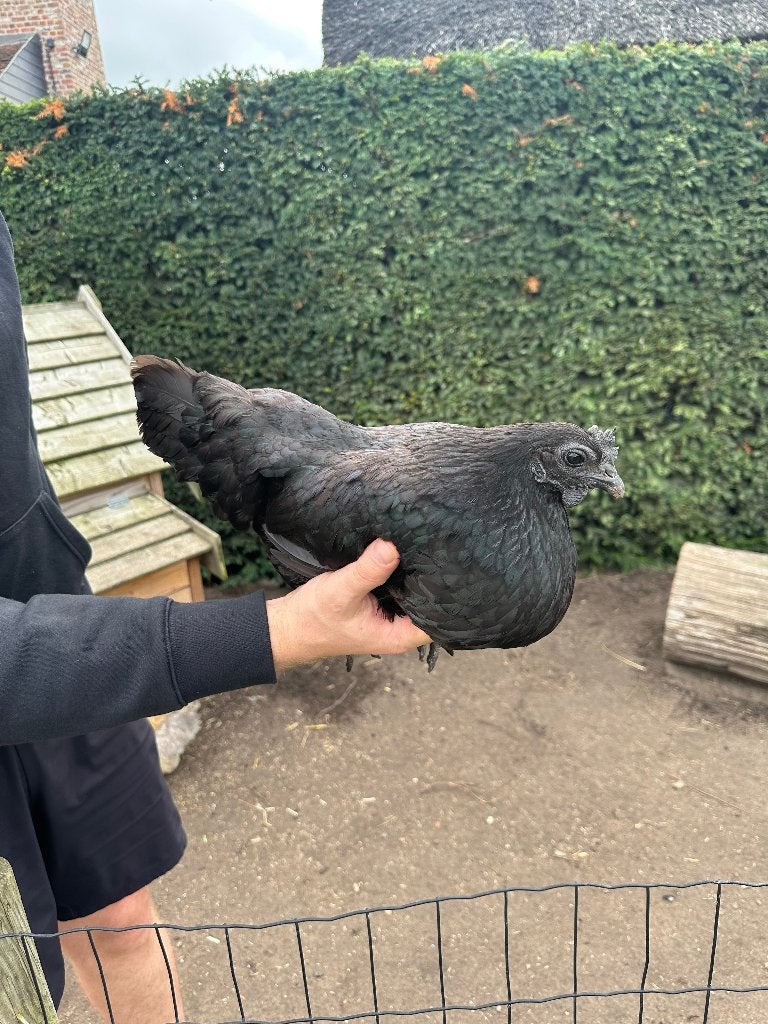 Ayam cemani, Dieren en Toebehoren, Vrouwelijk, Kip