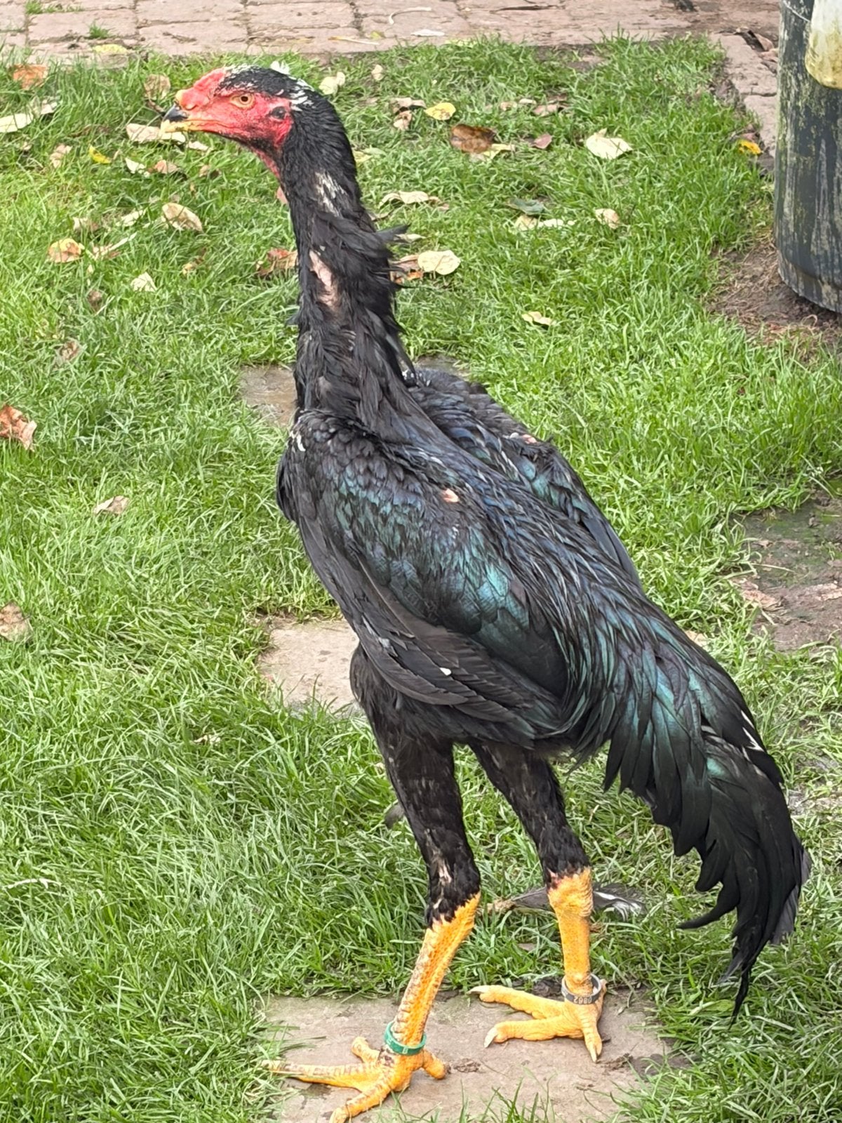Coq Shamo, Poule ou poulet