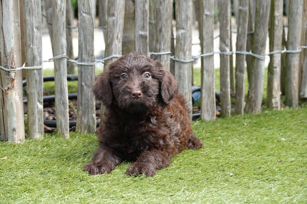Prachtige Choco Medium Labradoodle pups, met stamboom, België, Overige rassen, CDV (hondenziekte), 8 tot 15 weken