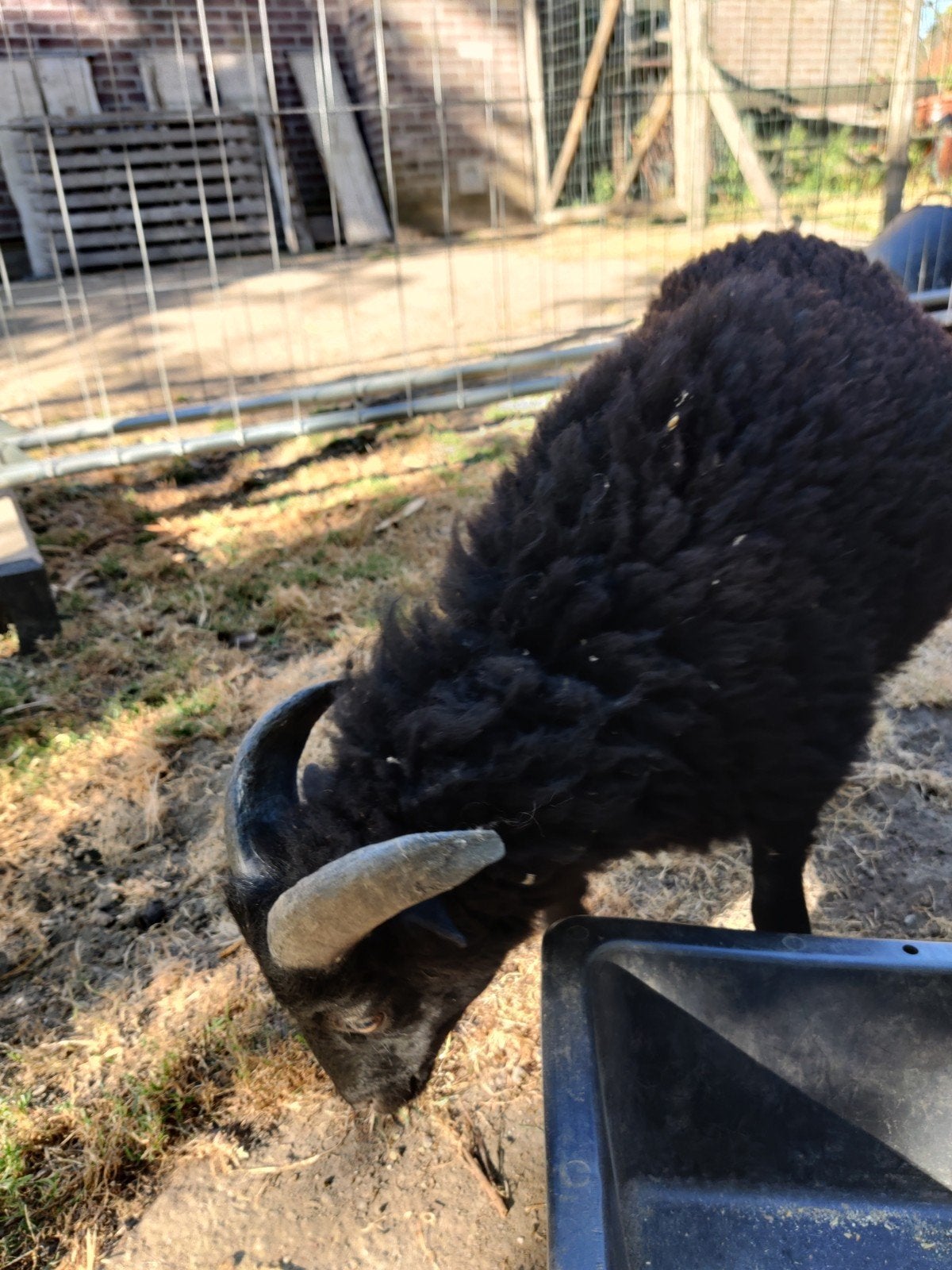 Zwart Ouessant Ramlam, Dieren en Toebehoren, Mannelijk, Schaap, 0 tot 2 jaar