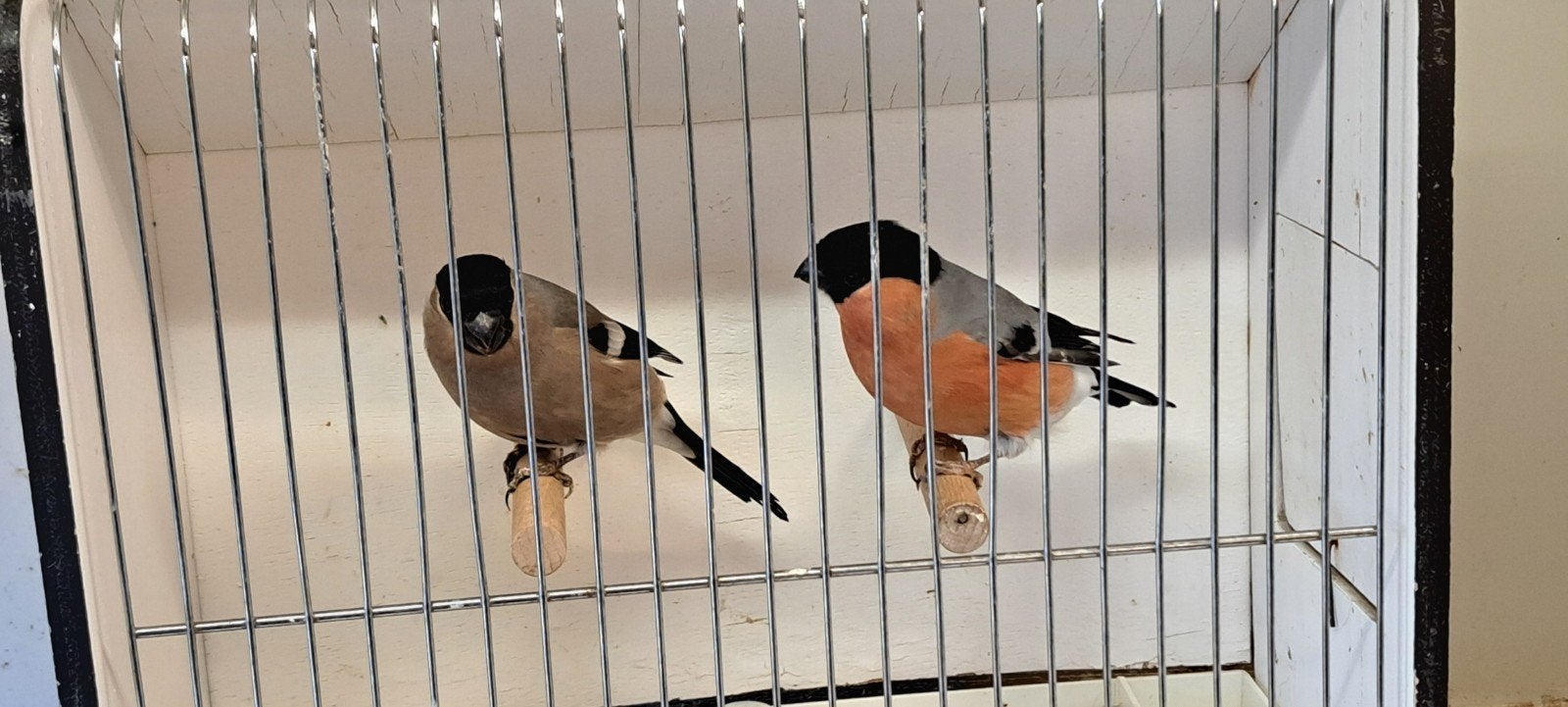 Goudvinken, Animaux & Accessoires, Oiseau chanteur sauvage, Bagué