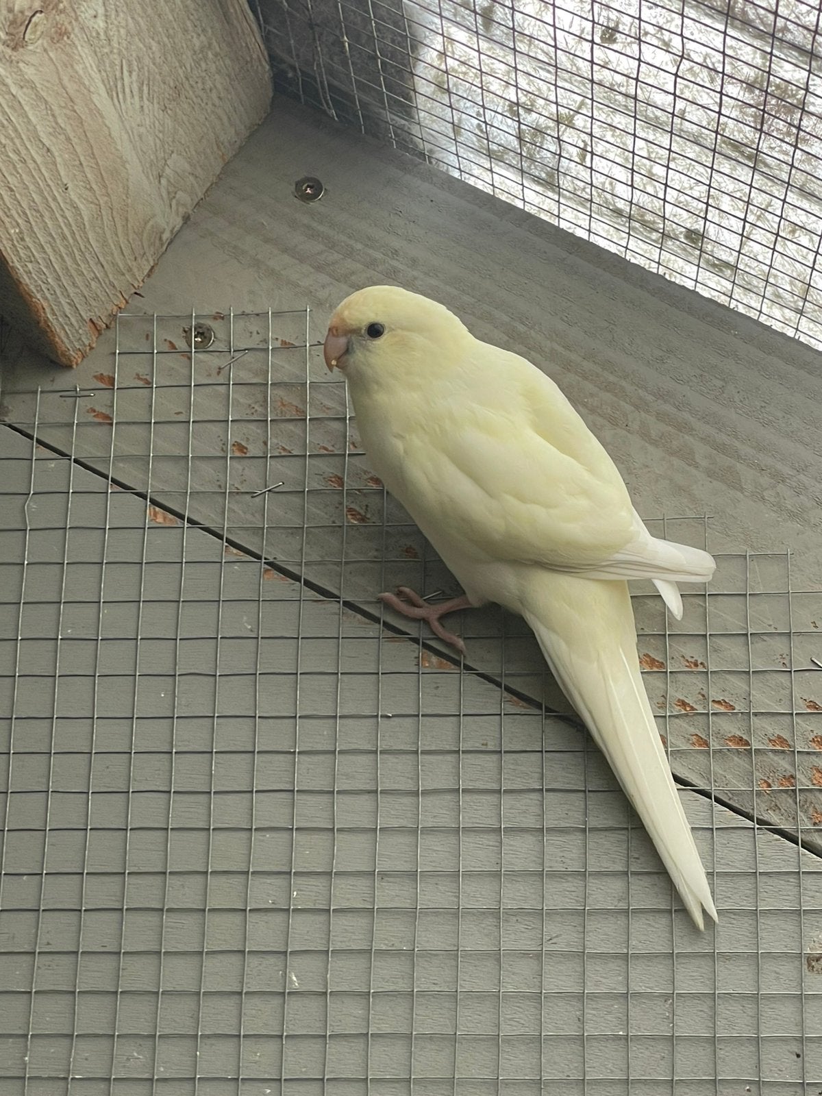 Kakariki