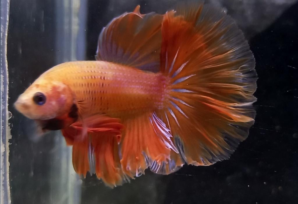Betta halfmoon mannen, Dieren en Toebehoren, Vis, Zoetwatervis