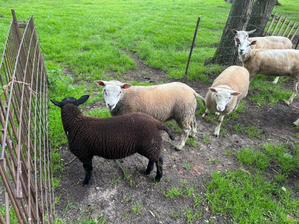 Ooi lammeren, Dieren en Toebehoren, Vrouwelijk, Schaap, 0 tot 2 jaar