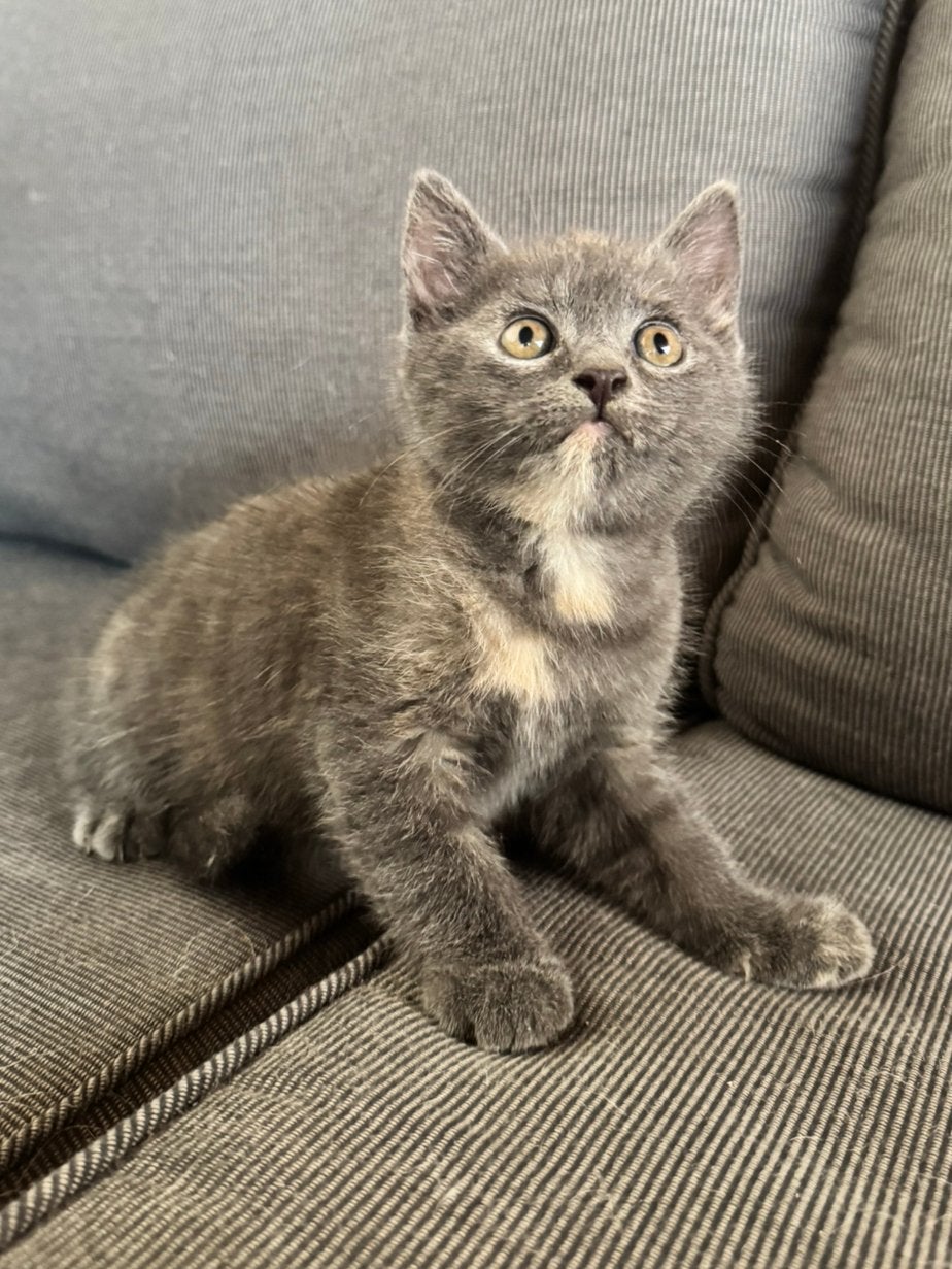 Kittens te koop, Enlèvement