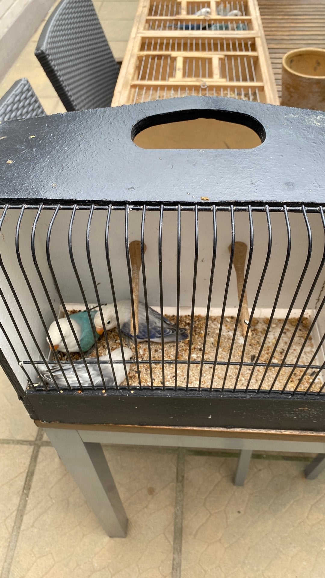 Jonge ficheries 2026, Dieren en Toebehoren, Vogels | Parkieten en Papegaaien