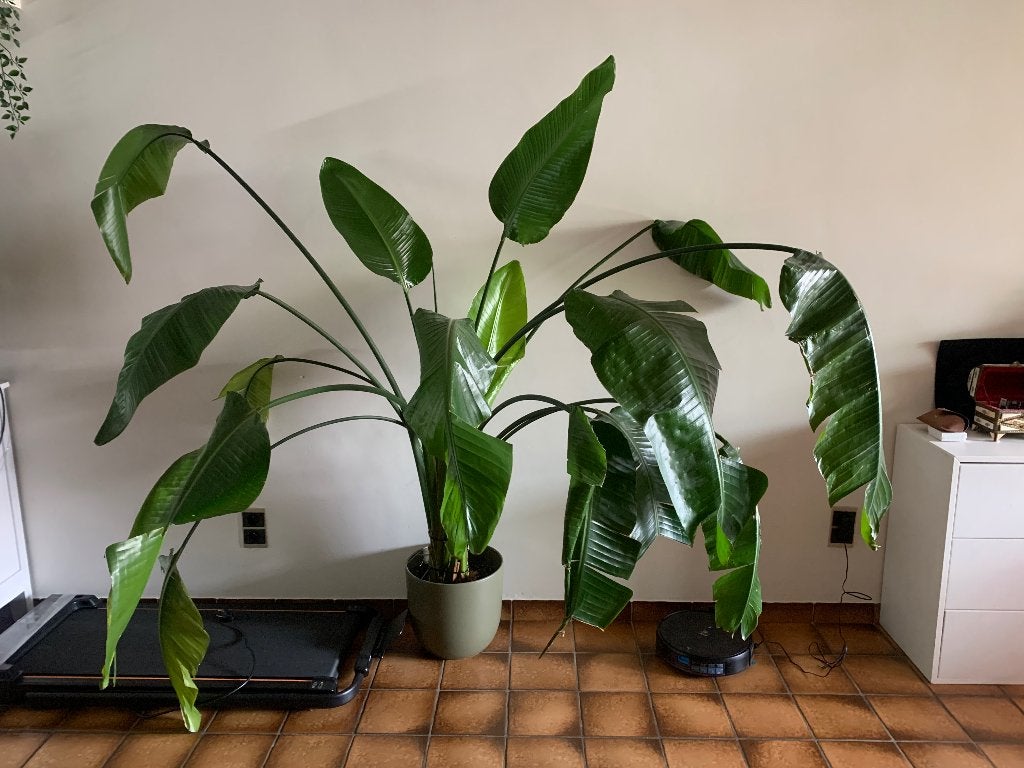 Strelitzia Plant, Enlèvement, En pot, 150 à 200 cm